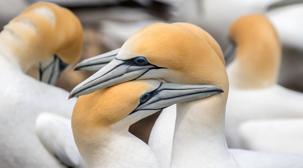 Close up of two gannets, colours of other gannets in the background. One gannet has its head reasting over the head of the other, the lower gannets bill nuzzling the higher gannets neck.