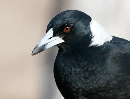 Close up of magpie, looking and facing left