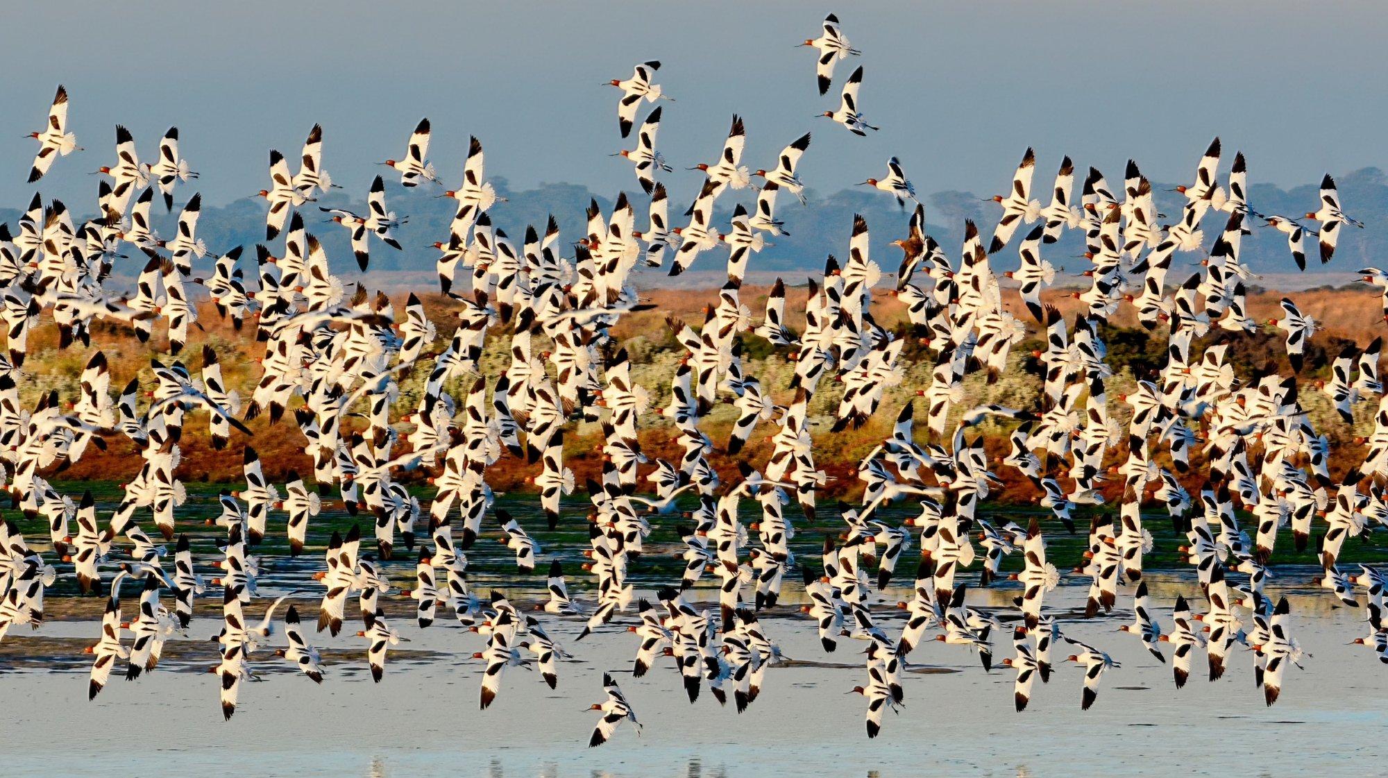 Lawrence-chan-Avocet-flock.jpg