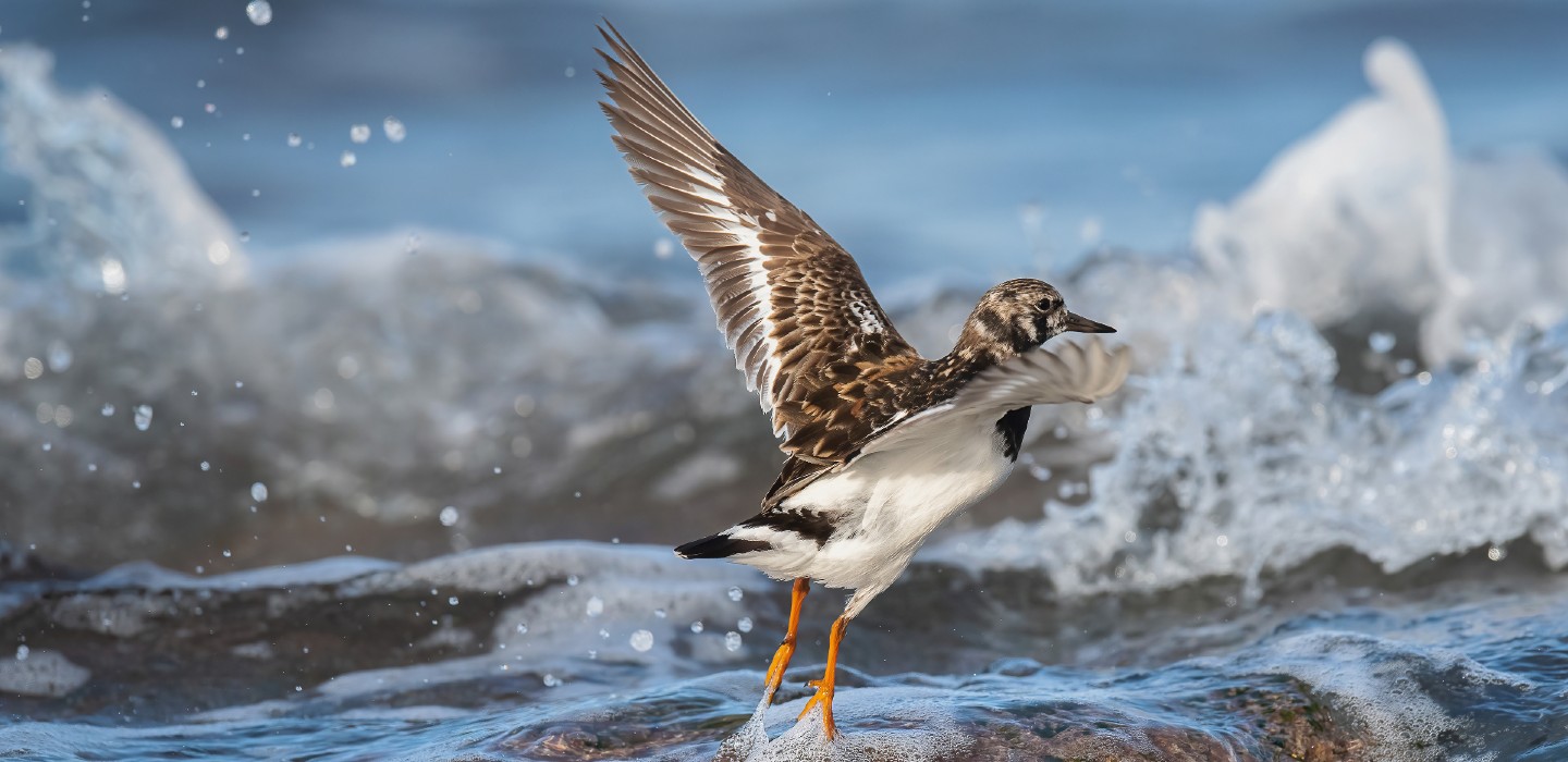 Ruddy Turnstone taking flight
