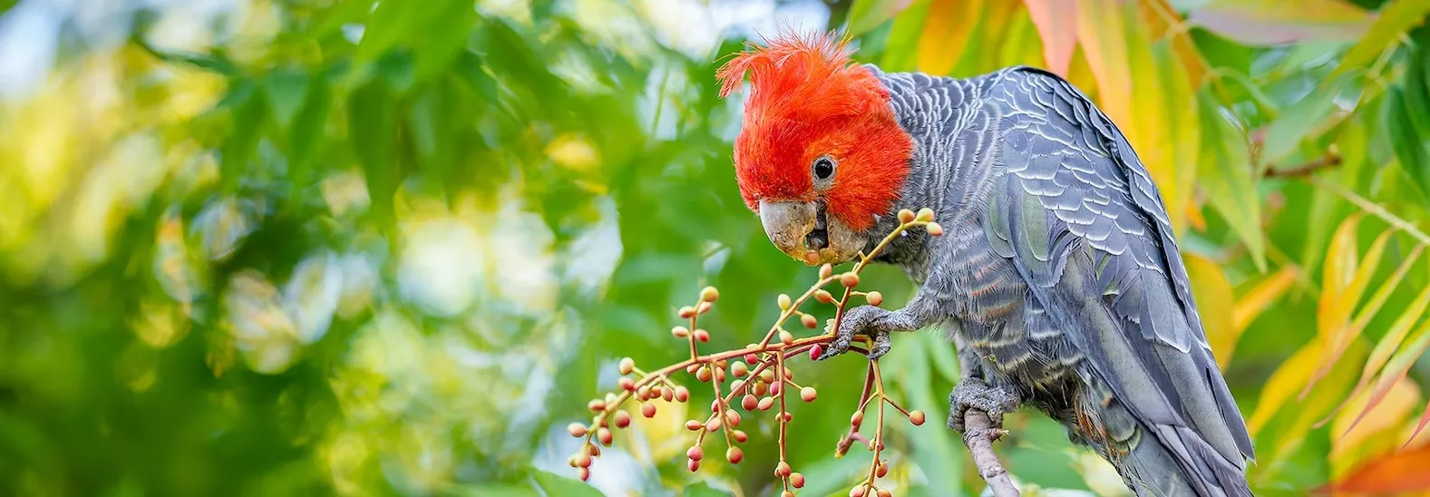 Male Gang-gang cockatoo sitting on a tree and eating some berries. Facing left, head bowed eating.