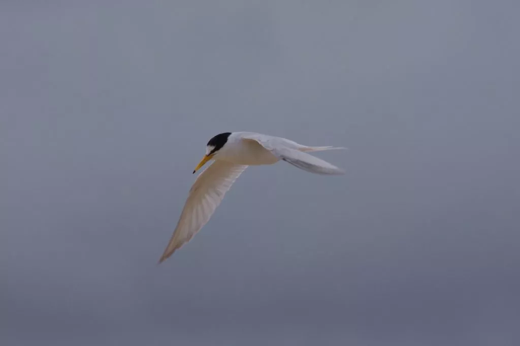 Threatened Small Terns - BirdLife Australia