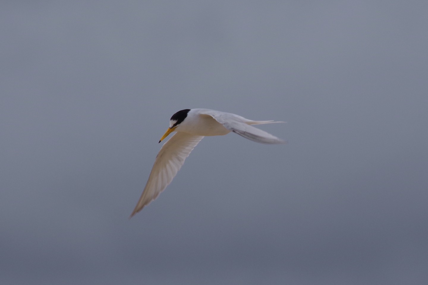 A Little Tern in flight at a breeding colony located at Lake Conjola Beach in New South Wales. 