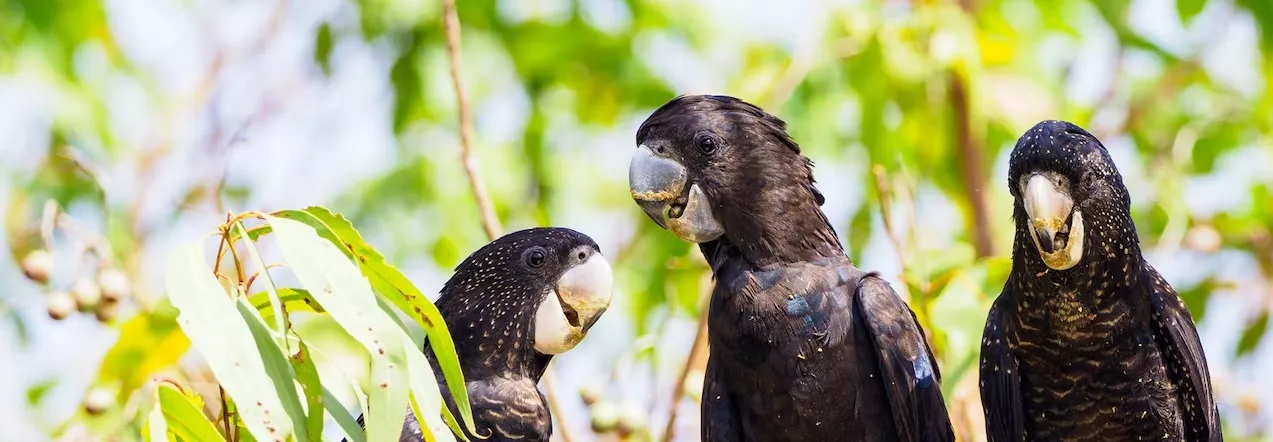 Photo of three red-tailed black-cockatoos sitting in a tree