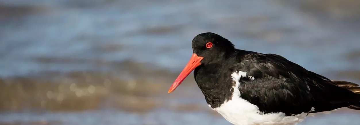 Oystercatcher walking along the shore,looking and facing left, ocean in the background