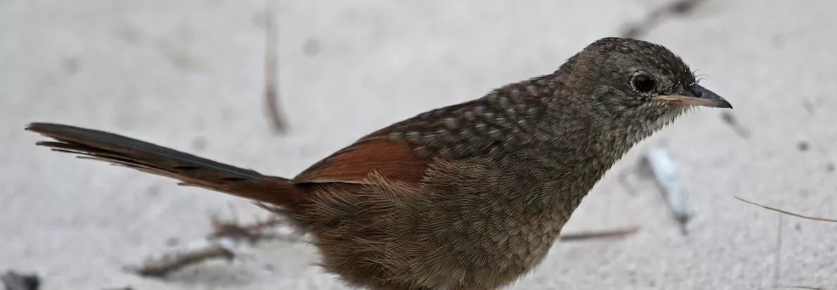 Western bristlebird standing and facing right