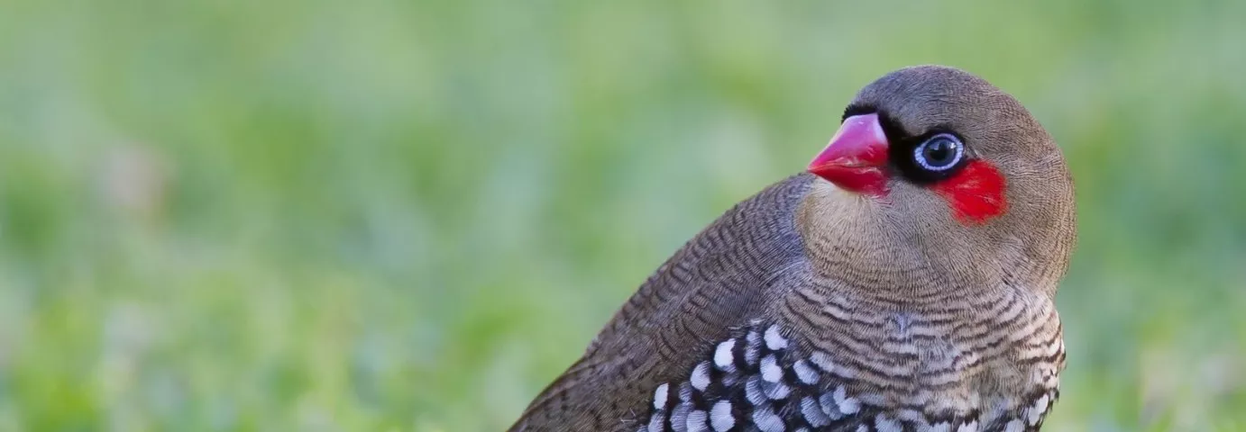 Red-eared Firetail sitting on the grass, its body facing right with its head over its shoulder looking left