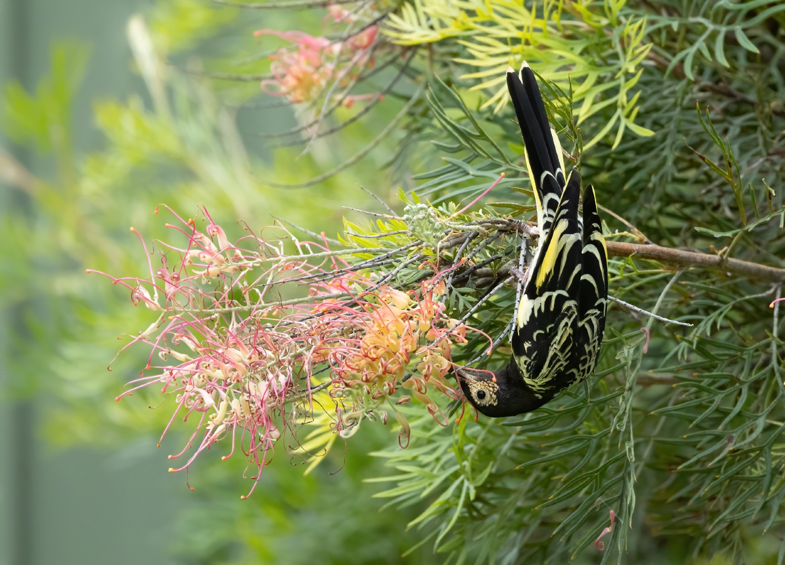 Regent Honeyeater