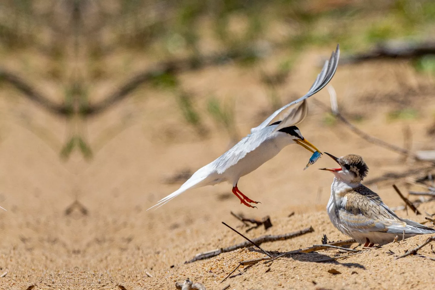The baby Little Terns were starting to fly, but still depended on their parents for food although many of the young were trying to catch their own fish.