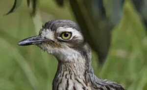 bush-stone curlew close up of head and neck. Far right of the image, looking and facing left.
