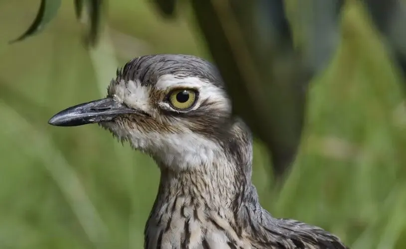 bush-stone curlew close up of head and neck. Far right of the image, looking and facing left.