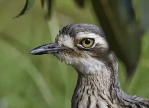 bush-stone curlew close up of head and neck. Far right of the image, looking and facing left.
