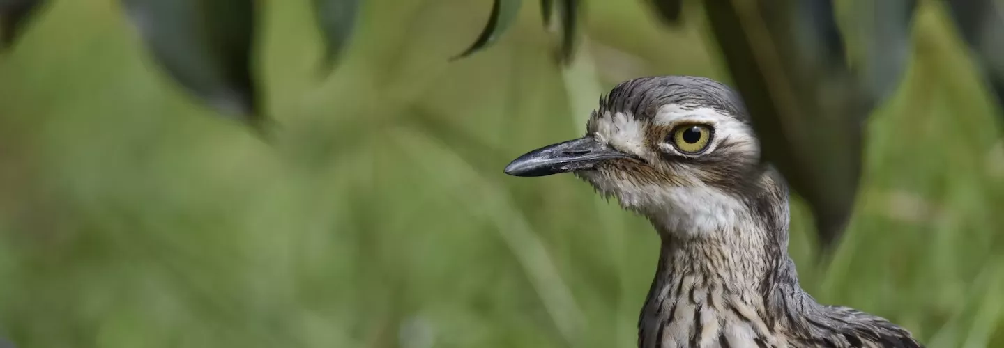 bush-stone curlew close up of head and neck. Far right of the image, looking and facing left.