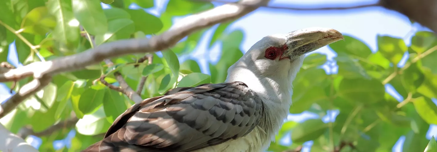 Photo of Channel-billed cuckoo sitting on in a tree, looking and facing right with its head tilted slightly upward. Surrounded by green foliage