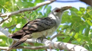 Photo of Channel-billed cuckoo sitting on in a tree, looking and facing right with its head tilted slightly upward. Surrounded by green foliage