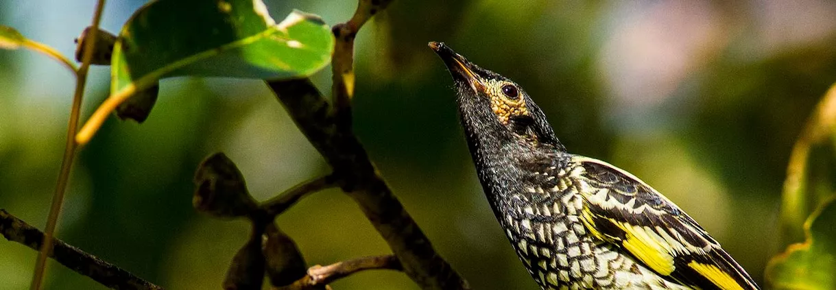 Regent Honeyeater sitting on a tree looking upward, left facing