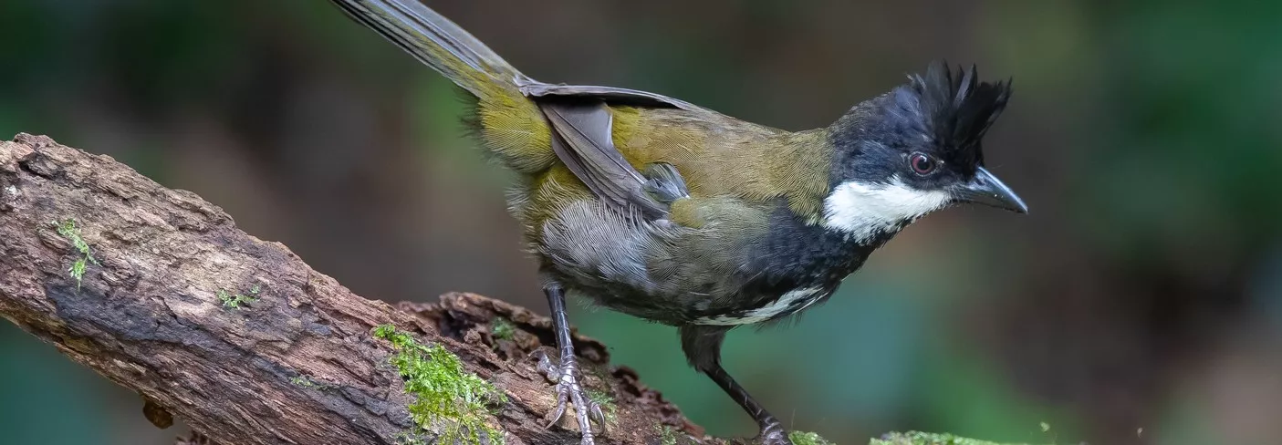 Photo of an Eastern Whipbird, sitting on a tree branch and looking/facing right. Its crest is fanned out