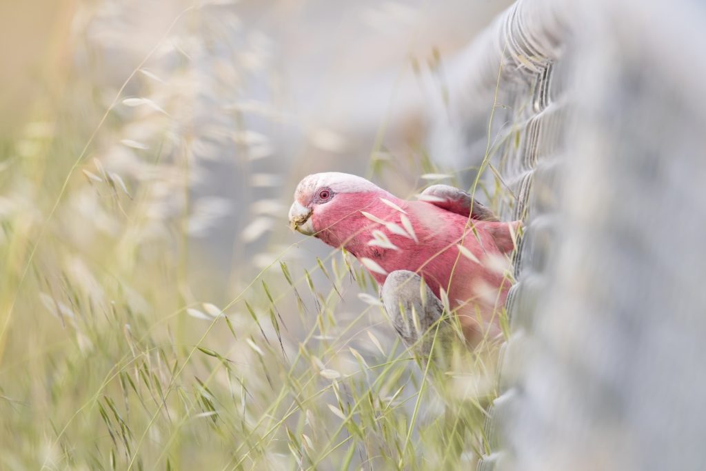 A clever female Galah leaning out as far as she could to grab some tasty seeds. 