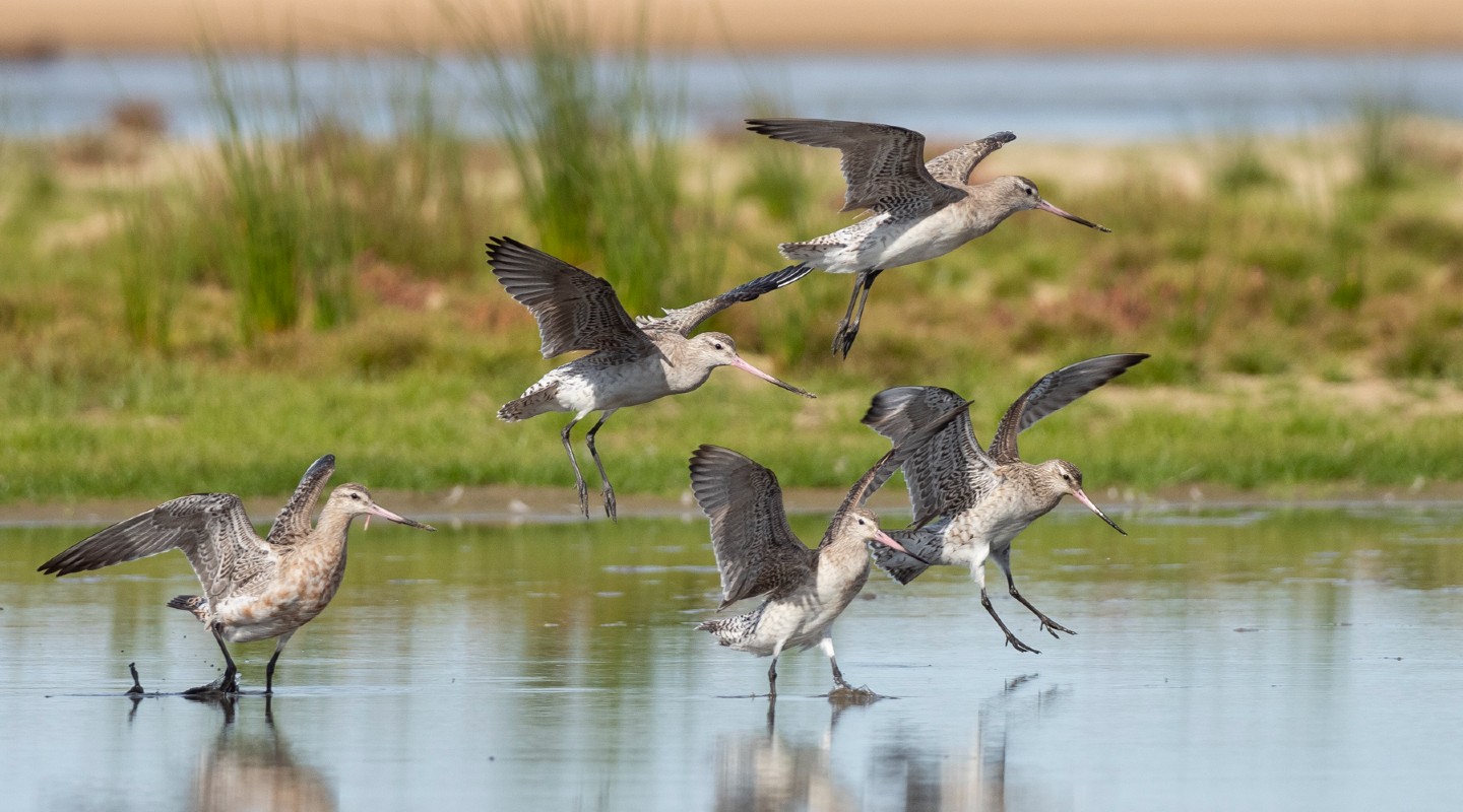 The godwits depicted in this photo are preparing to feed up at the Lake before heading to the northern hemisphere on an epic journey. They are the record holders for the longest non stop flight of any birds.