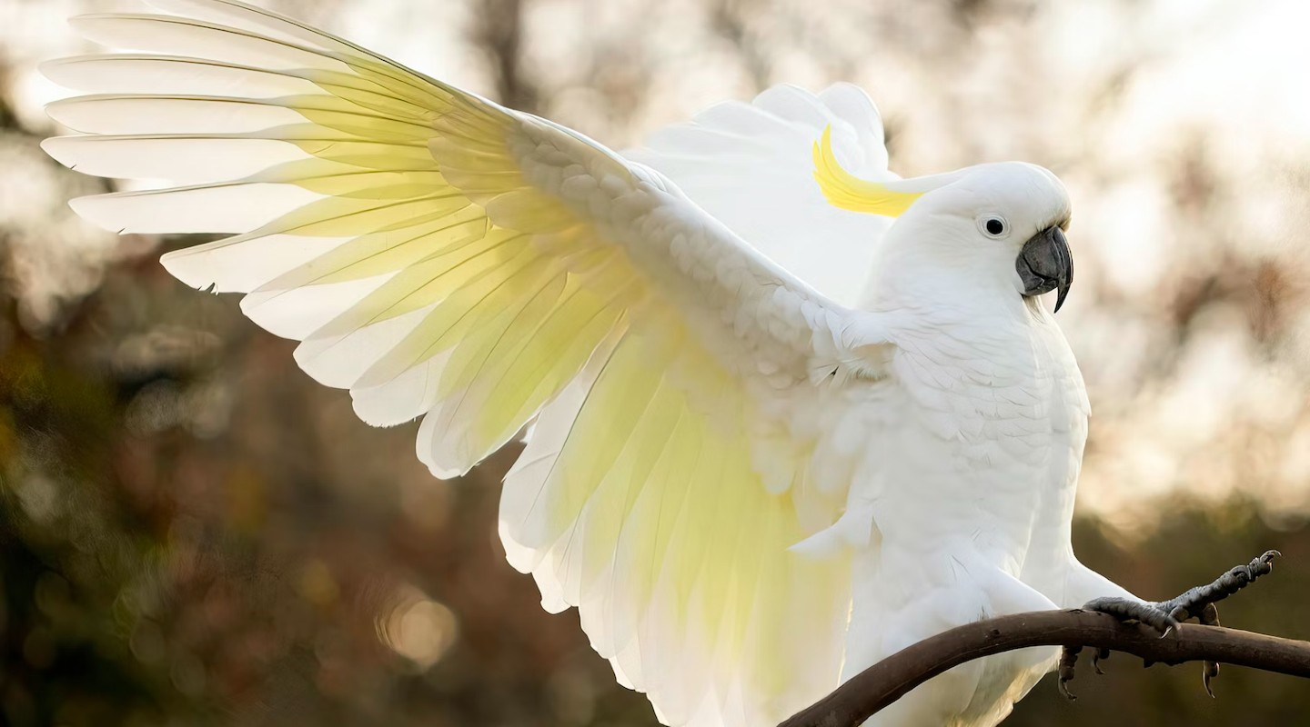 Sulphur Crested Cockatoo Sulphur Crested Cockatoo
