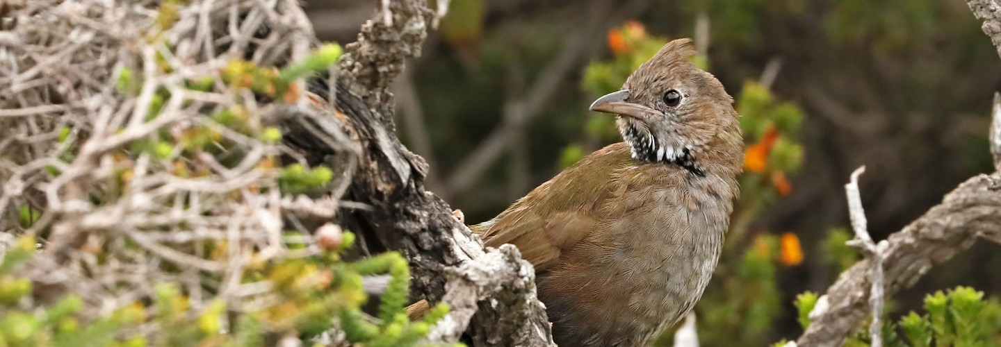 Western Whipbird immature on Kangaroo Island