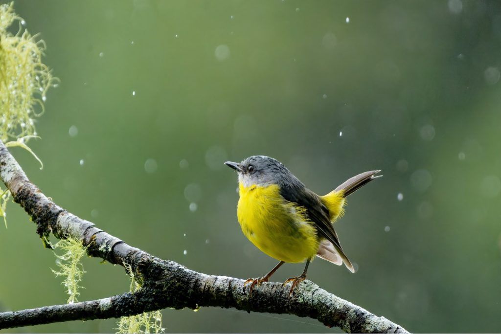 Yellow Robin sitting on a mossy branch in the rain.