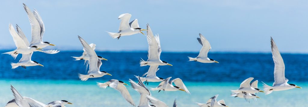 A flock of Crested Terns flying across an ocean landscape