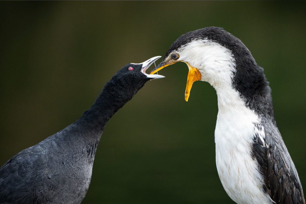 Eurasian coot asking for food from a little pied cormorant. 