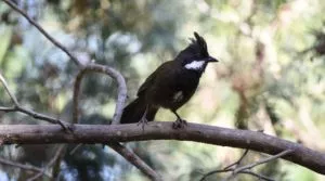 Photo of an Eastern Whipbird, sitting on a tree branch and looking/facing right. Its crest is fanned out