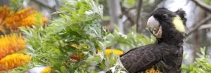 Female Yellow-tailed Black-cockatoo