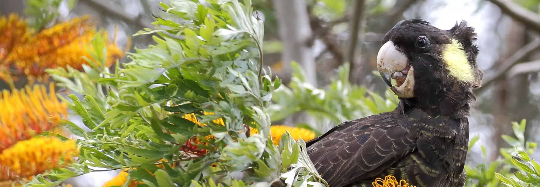 Female Yellow-tailed Black-cockatoo