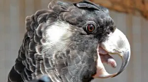 Baudin's Black-Cockatoo