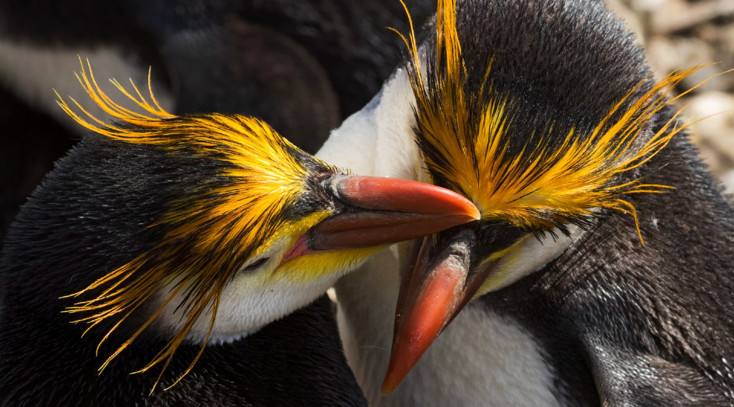 A pair of Royal Penguins