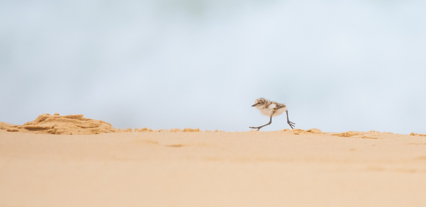 Hooded Plover chick running along the beach