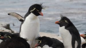 The Private Life Of Penguins - BirdLife Australia