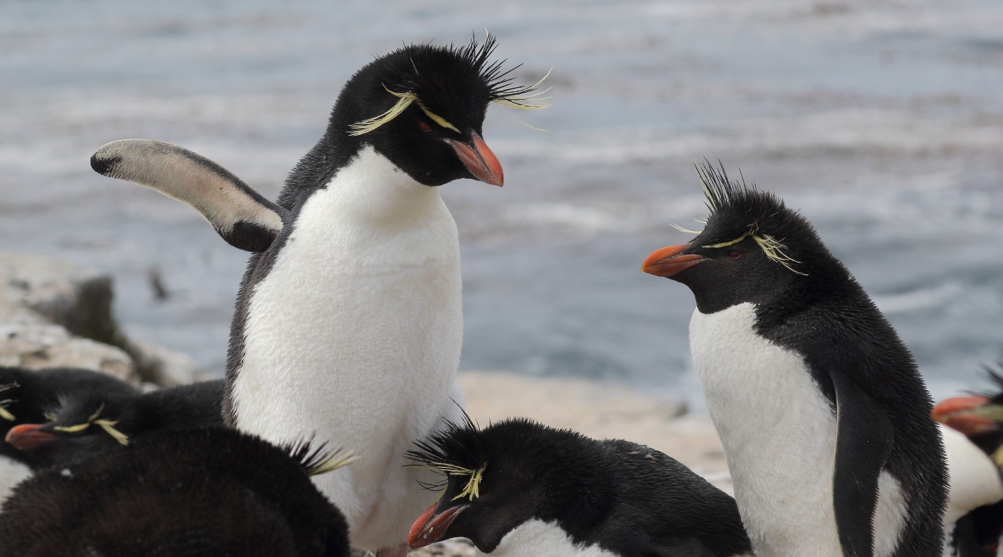 Southern Rockhopper Penguins sometimes make their way to Australian beaches to hole up over the month-long moulting period when they cannot enter the water.