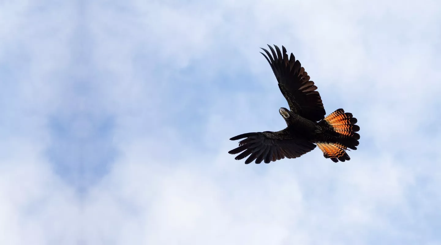 Red-tailed Black Cockatoo