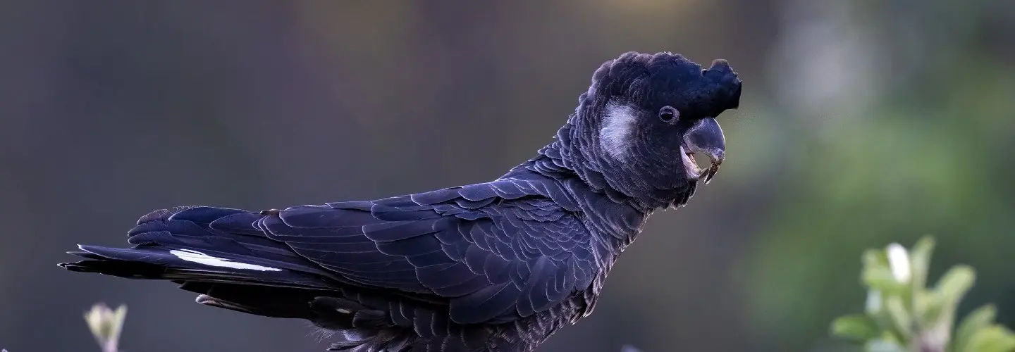 Baudin's Black-Cockatoo perched in a tree