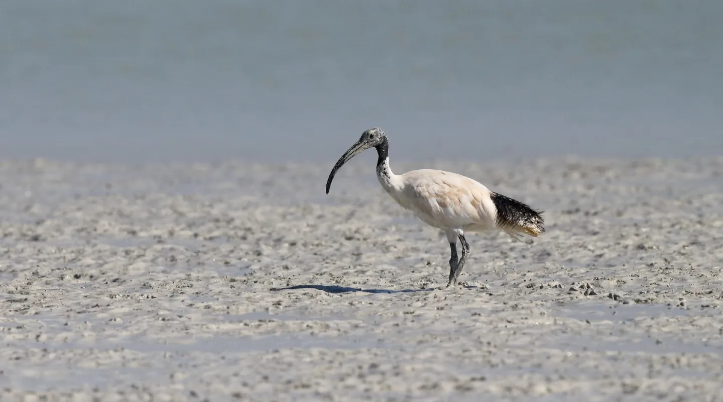 Australian White Ibis on the beach