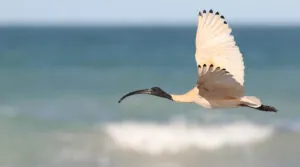 Australian White Ibis in flight