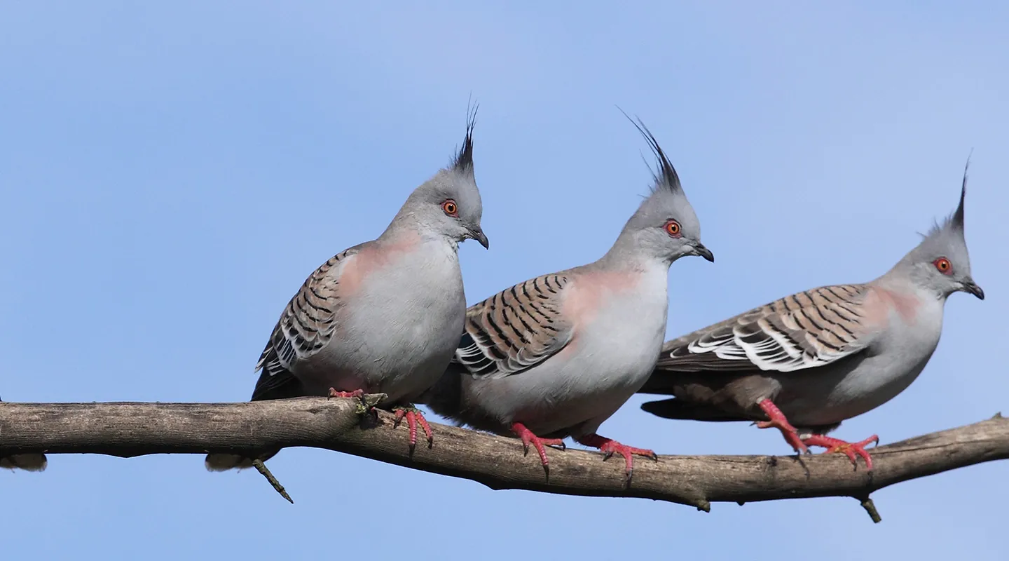 Crested Pigeon