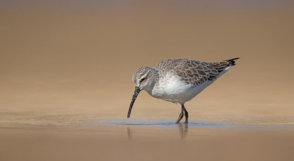 Curlew Sandpiper wading in water, beak touching water in search of food.