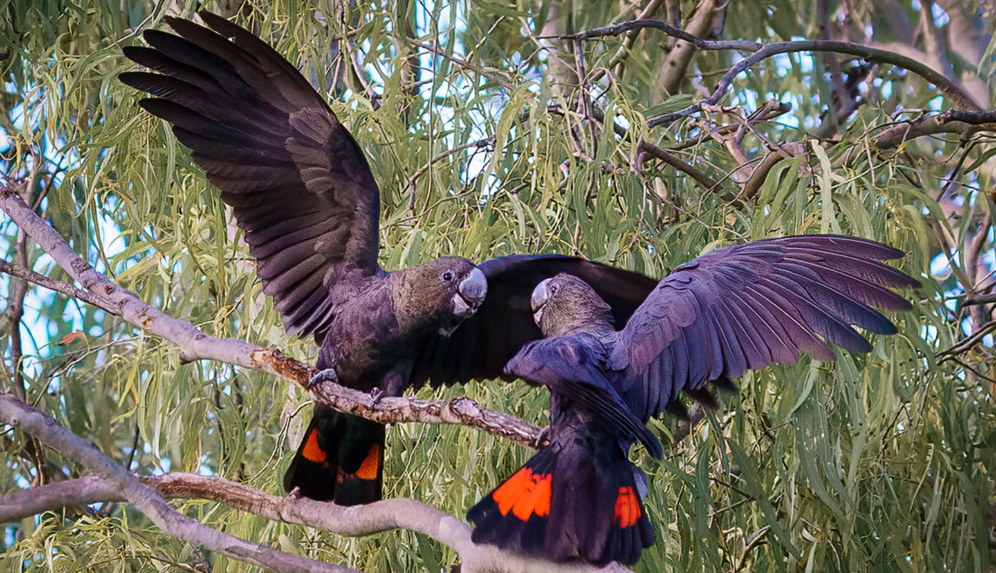 A pair of Glossy Black-Cockatoos 