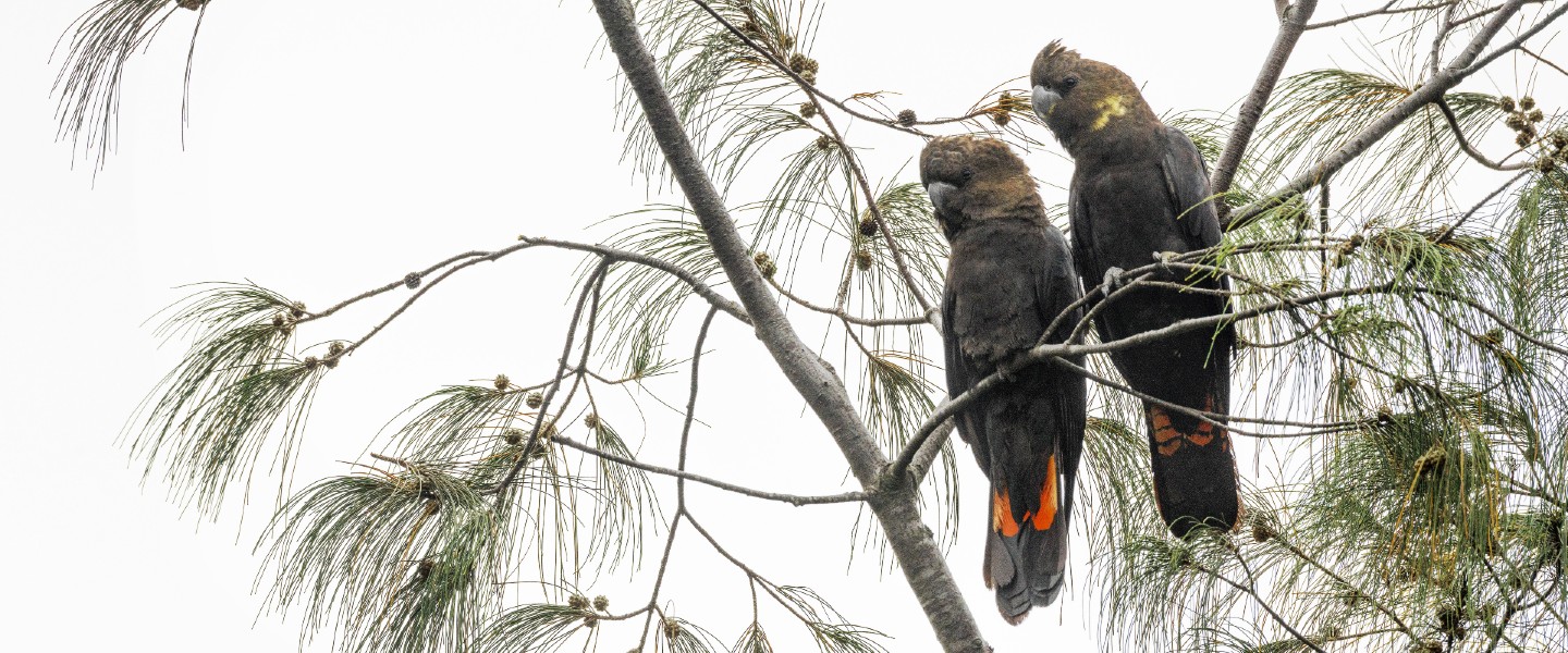 Glossy black cockatoos