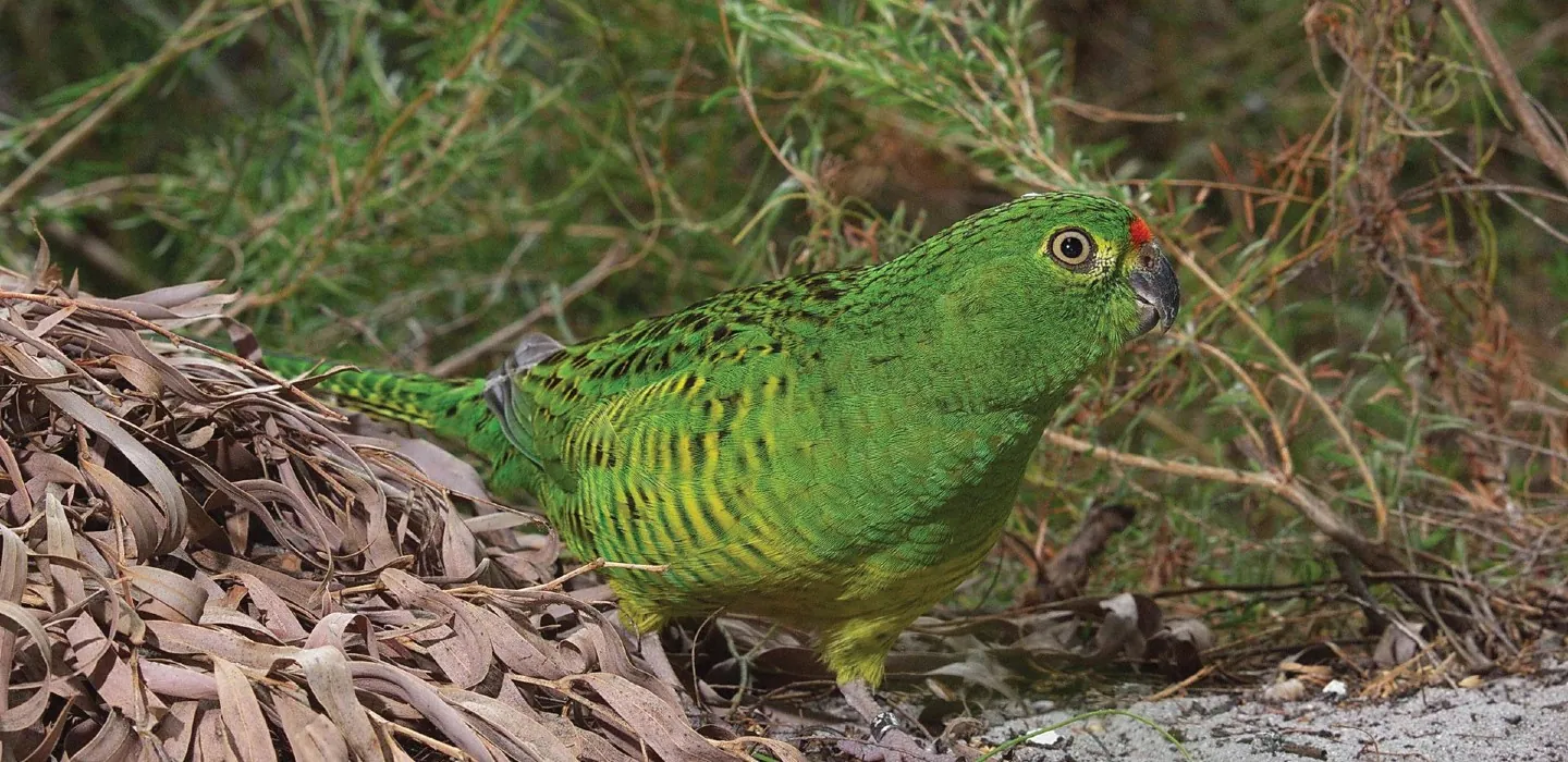 Close-up photograph of a Western Ground Parrot on the ground. The parrot has vibrant green feathers with darker markings and a red patch on its head. It has a stout body and a short tail. The parrot is facing forward, with its beak slightly open and its bright eye visible.