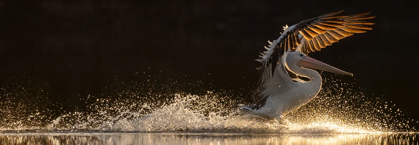 photo of pelican in water, wings in the air, back lit by sunset