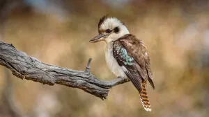 Laughing Kookaburra focused on finding its next meal at Campbell Park in Canberra. The touch of blue sky showing through the background trees matches the blue of the Kookaburra’s wings.