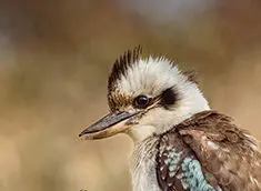 Laughing Kookaburra focused on finding its next meal at Campbell Park in Canberra. The touch of blue sky showing through the background trees matches the blue of the Kookaburra’s wings.