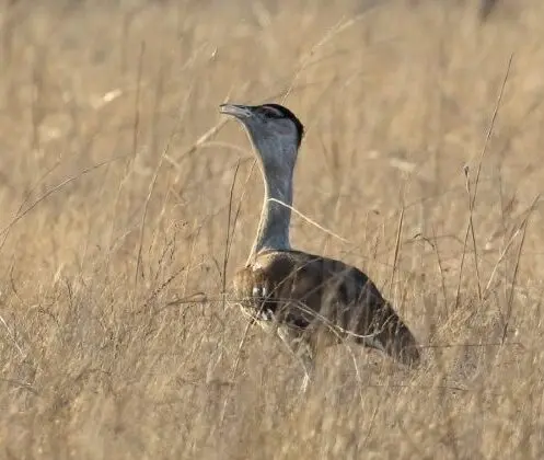 Bustard standing amongs some brownish green grassy vegetation.