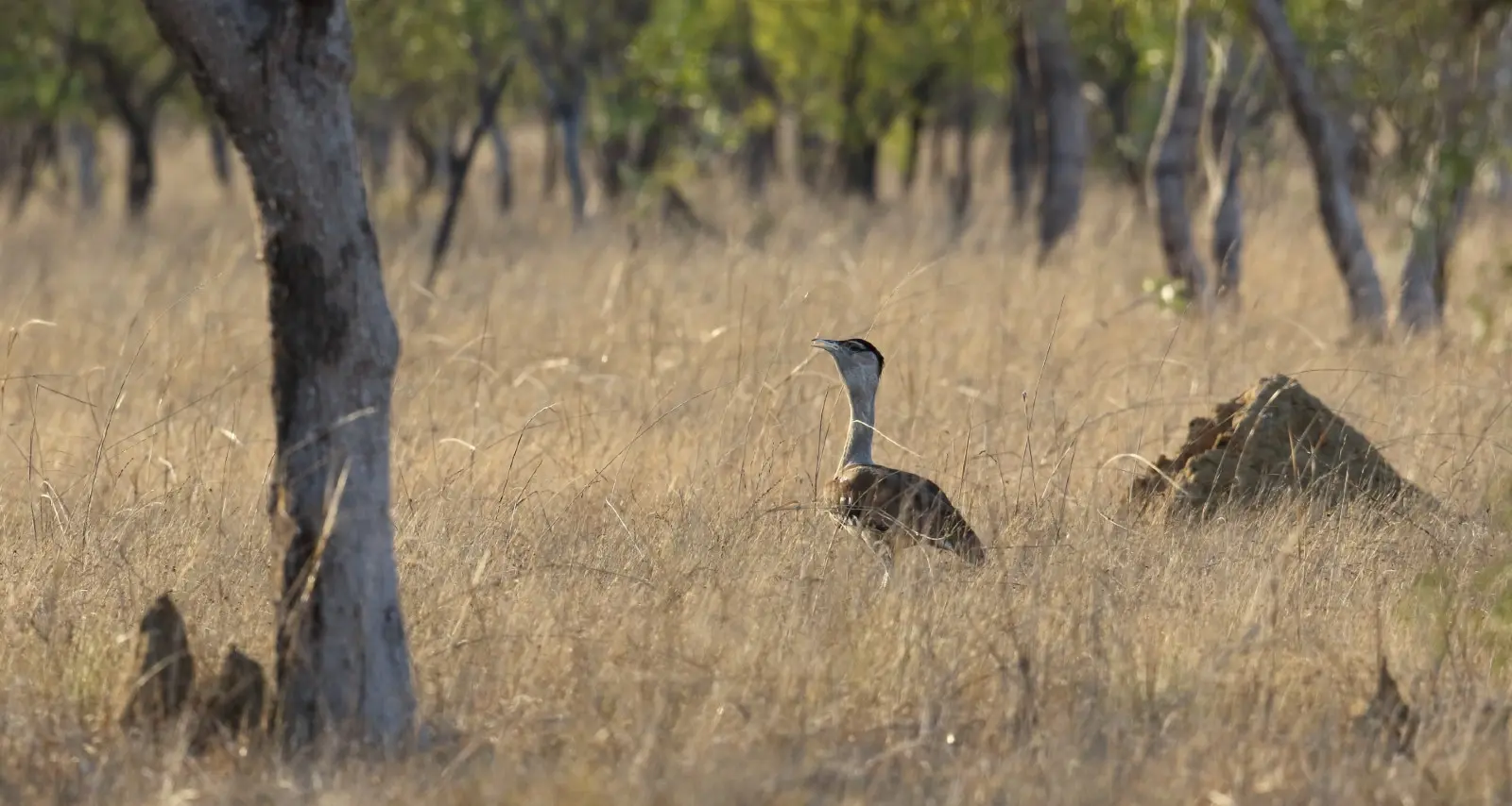 Bustard standing amongs some brownish green grassy vegetation.